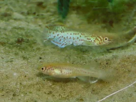 Fundulopanchax gardneri .