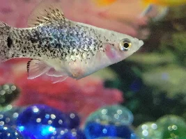 First time platy owner