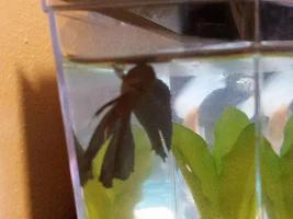 Bloated Betta
