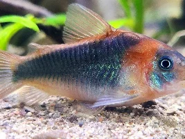 Corydoras Eques Build