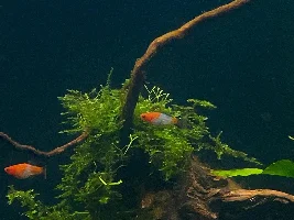 Aquatopia - 6x2x2 Low-Med Light, High Tech Nature Aquarium