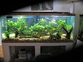 Will this table hold the tank…