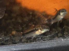 Corydoras habrosus