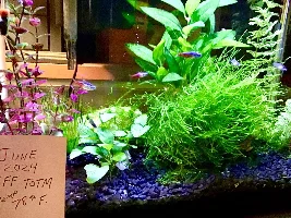 VOTE NOW - June 2024 Tank of the Month Contest (16 gal & smaller)