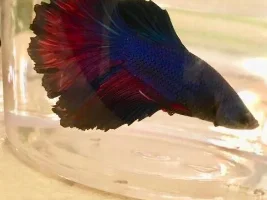 Betta Fin Rot :( Desperate for help