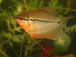 Unknown Disease/parasite Help Please