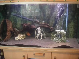 New Fishies(and Old)
