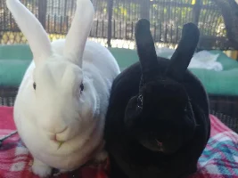 Pet pics