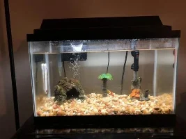 Tank Stocking