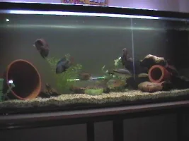 Mackie's Fish