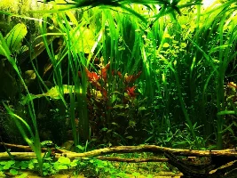 Plant recommendations