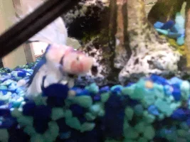 Please help, my betta is breathing hard after a water change what is wrong?
