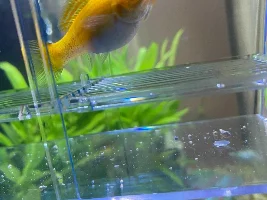 Pregnant orange molly fish, black fry?
