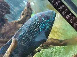 Help me sex these fish