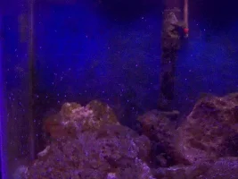 Is My Tank Ruined?