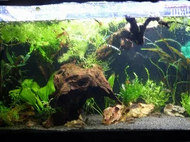 Can anyone sex my plecos please? Meet Ziggy and Stardust!