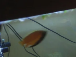 What type of Gourami is this?
