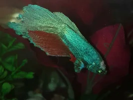 Fungus on Betta?