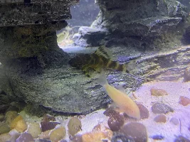 Help me gender my cories and pleco?