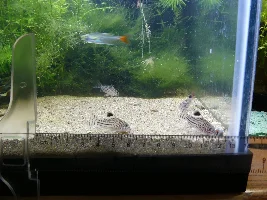 Interested in breeding... seriously this time.