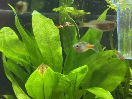 Boesmani rainbowfish mouth circle cyst