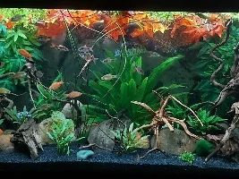 River stream 53g