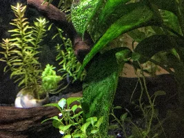 Help Reading This Ph And Loss Of Fish After Water Changes