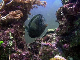 My not so new fish
