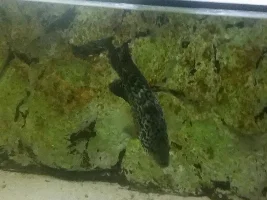Fish refuses to eat food