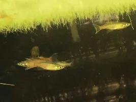 The threadfin werneri are firing up...