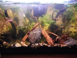 10 Gal 2.0: The Rescape!