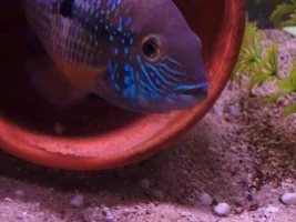 new fish pics