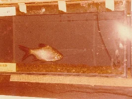 Show off your tinfoil barbs,