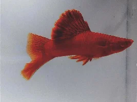 VOTE NOW - February 2024 Fish of the Month Contest (Livebearers)