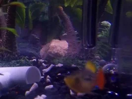 Please Help Identify My Fish