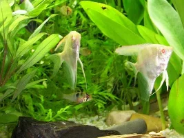 Some closer pics of my 50 gallon.