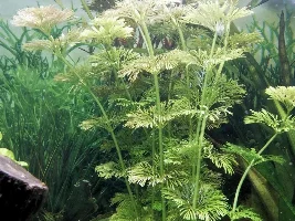 Plant ID's....