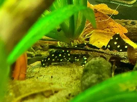 Meet Snowflake