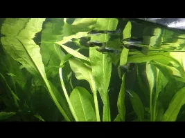 Guppies at top of tank