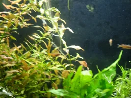 Attempted pics of psuedomugli luminatus/red neon rainbow fish