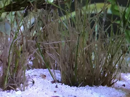 Hello, First try at a small tank – 7 gallons