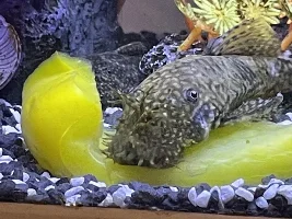 What is this on my BN Pleco?