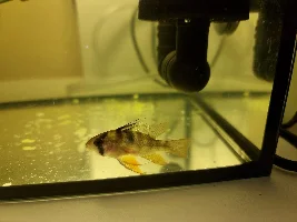 German blue ram red belly, losing weight, parasite?