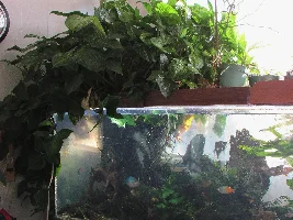 Stan's freshwater 240 gallon extravaganza. Trials and tribulations of a sunlit aquarium