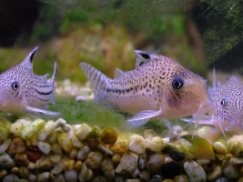 Not Sure If This Is A Julii Catfish