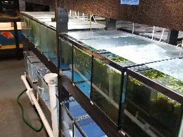 Best fish to breed in 10 gallon