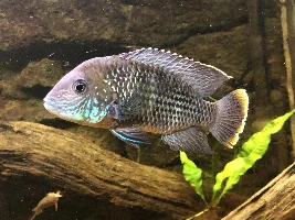 Male or female?