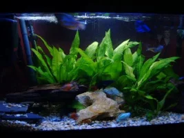 More fish pics