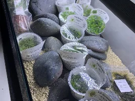 ADA 60F low tech