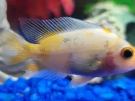Name that fish??